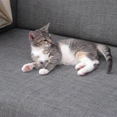 Huskat Feline - nu med kilinger