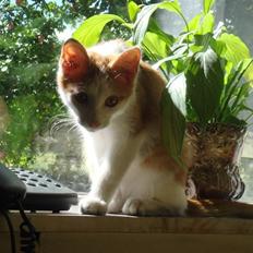 Huskat  * (¯`'BUGGE'´¯) *