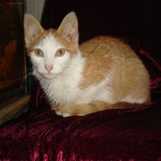 Huskat  * (¯`'BUGGE'´¯) *