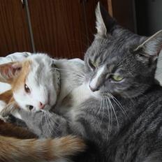 Huskat  * (¯`'BUGGE'´¯) *