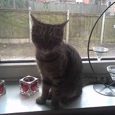 Huskat Banditten - R.I.P