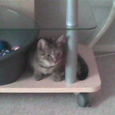 Huskat Banditten - R.I.P