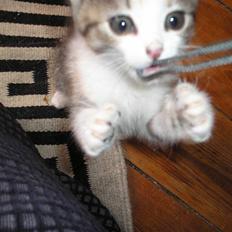 Blanding af racer Maia