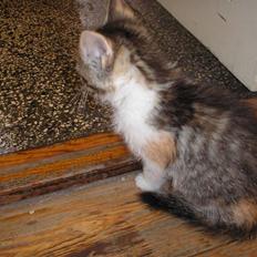 Blanding af racer Maia