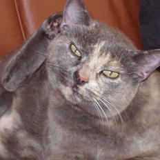 Huskat Puskin (17 år, død)