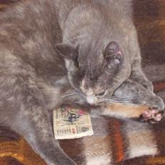 Huskat Puskin (17 år, død)