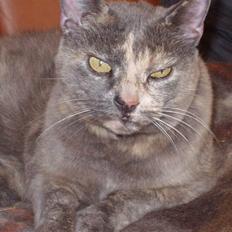 Huskat Puskin (17 år, død)