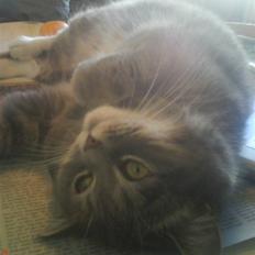 Blanding af racer Bertil