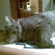 Blanding af racer Bertil