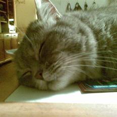 Blanding af racer Bertil