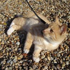 Blanding af racer Alfred