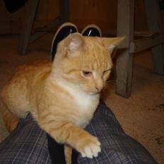 Blanding af racer Alfred