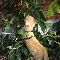 Blanding af racer Alfred