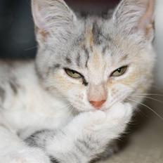 Blanding af racer Molly