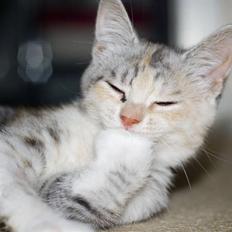 Blanding af racer Molly