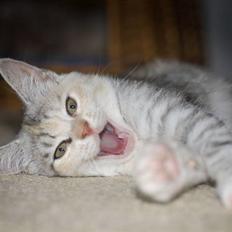 Blanding af racer Molly