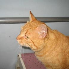 Blanding af racer Garfield