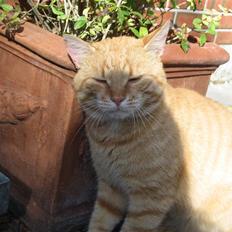 Blanding af racer Garfield