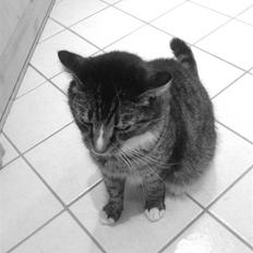 Blanding af racer Tiger <3