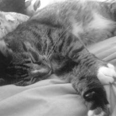 Blanding af racer Tiger <3