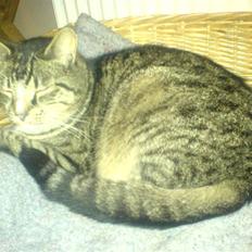 Blanding af racer Tiger <3