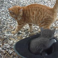 Blanding af racer Samson