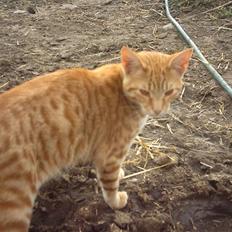 Blanding af racer Samson