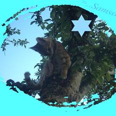 Blanding af racer Samson