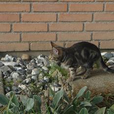 Blanding af racer Lion Bryen *Tias kat*