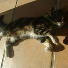 Blanding af racer Leo the Lion *Tias*