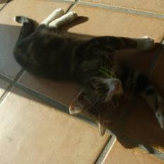 Blanding af racer Leo the Lion *Tias*