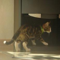 Blanding af racer Leo the Lion *Tias*