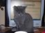 British Shorthair Columbine