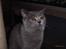 British Shorthair Columbine