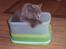 British Shorthair Columbine