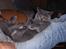 British Shorthair Columbine