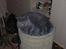 British Shorthair Columbine