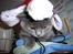 British Shorthair Columbine