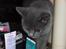 British Shorthair Columbine