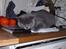British Shorthair Columbine