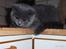 British Shorthair Columbine