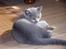 British Shorthair Columbine