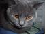 British Shorthair Columbine