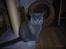 British Shorthair Columbine