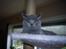 British Shorthair Columbine