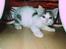 Huskat Mimi