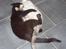 Huskat Mille - Mille og Snoopy leger kort efter han flyttede ind