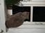 British Shorthair Felix fix
