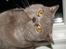 British Shorthair Felix fix