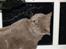 British Shorthair Felix fix